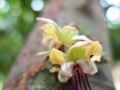 Cacao Flower
