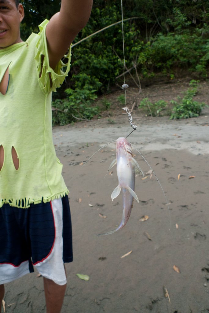 A catfish on the end of a line, pulled from the river